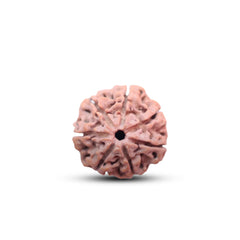 7 Mukhi Rudraksha (Natural Premium)