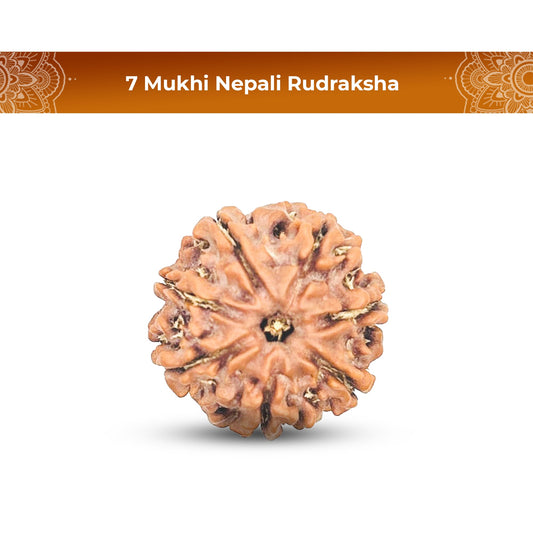 7 Mukhi Rudraksha (Nepali) - Medium