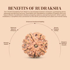 7 Mukhi Rudraksha (Nepali) - Medium