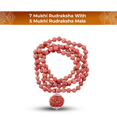 7 Mukhi Rudraksha With 5 Mukhi Rudraksha Mala