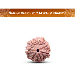 7 Mukhi Rudraksha (Natural Premium)