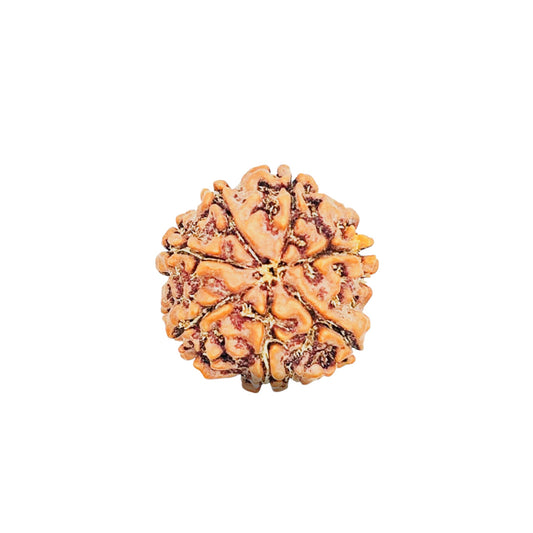 7 Mukhi Rudraksha (Nepali) - Super Collector