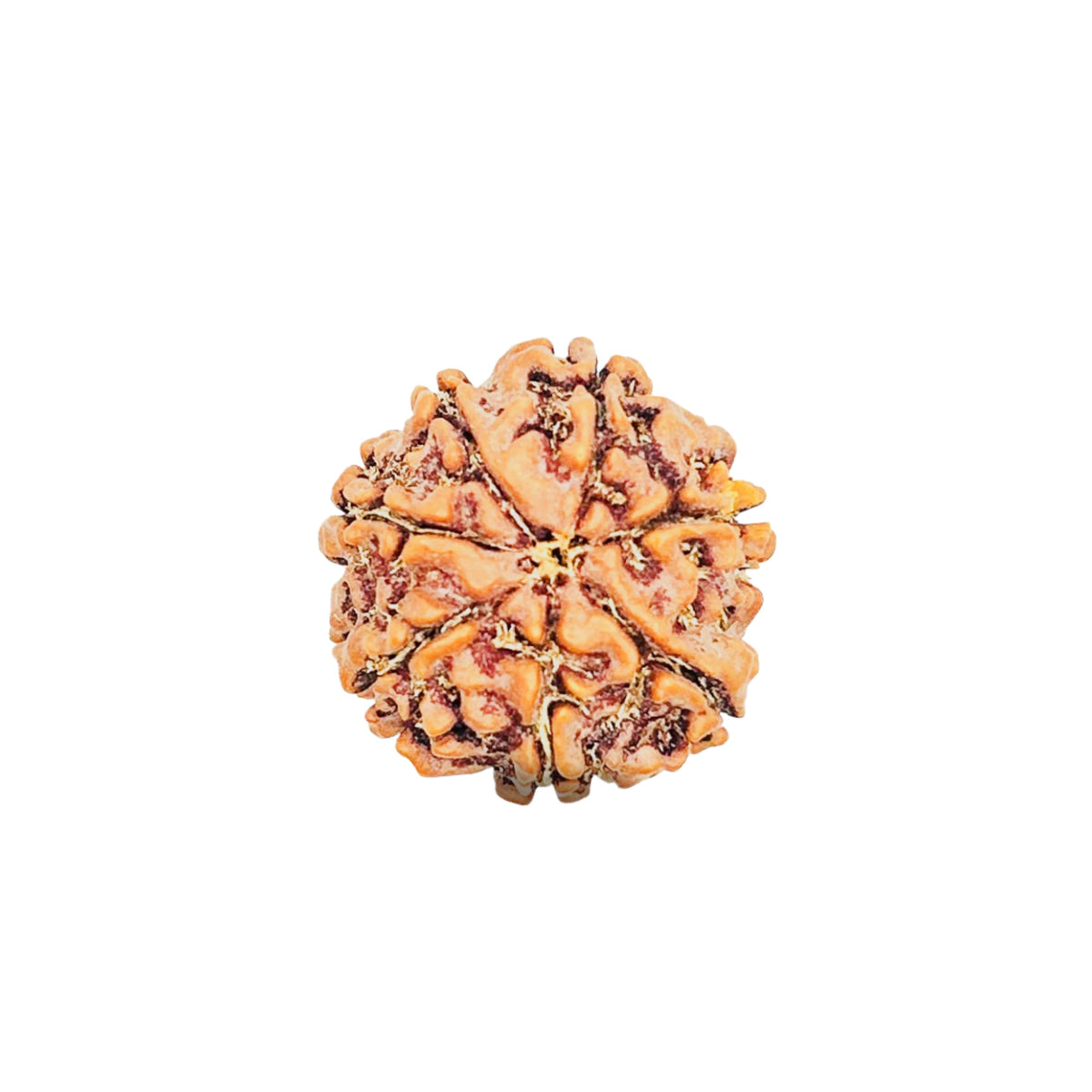 7 Mukhi Rudraksha (Nepali) - Medium