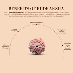 7 Mukhi Rudraksha (Natural Premium)