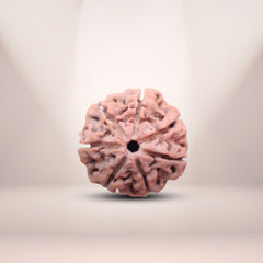 7 Mukhi Rudraksha (Natural Premium)