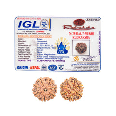 7 Mukhi Rudraksha (Nepali) - Medium