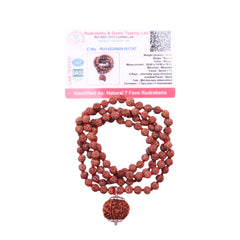 7 Mukhi Rudraksha With 5 Mukhi Rudraksha Mala