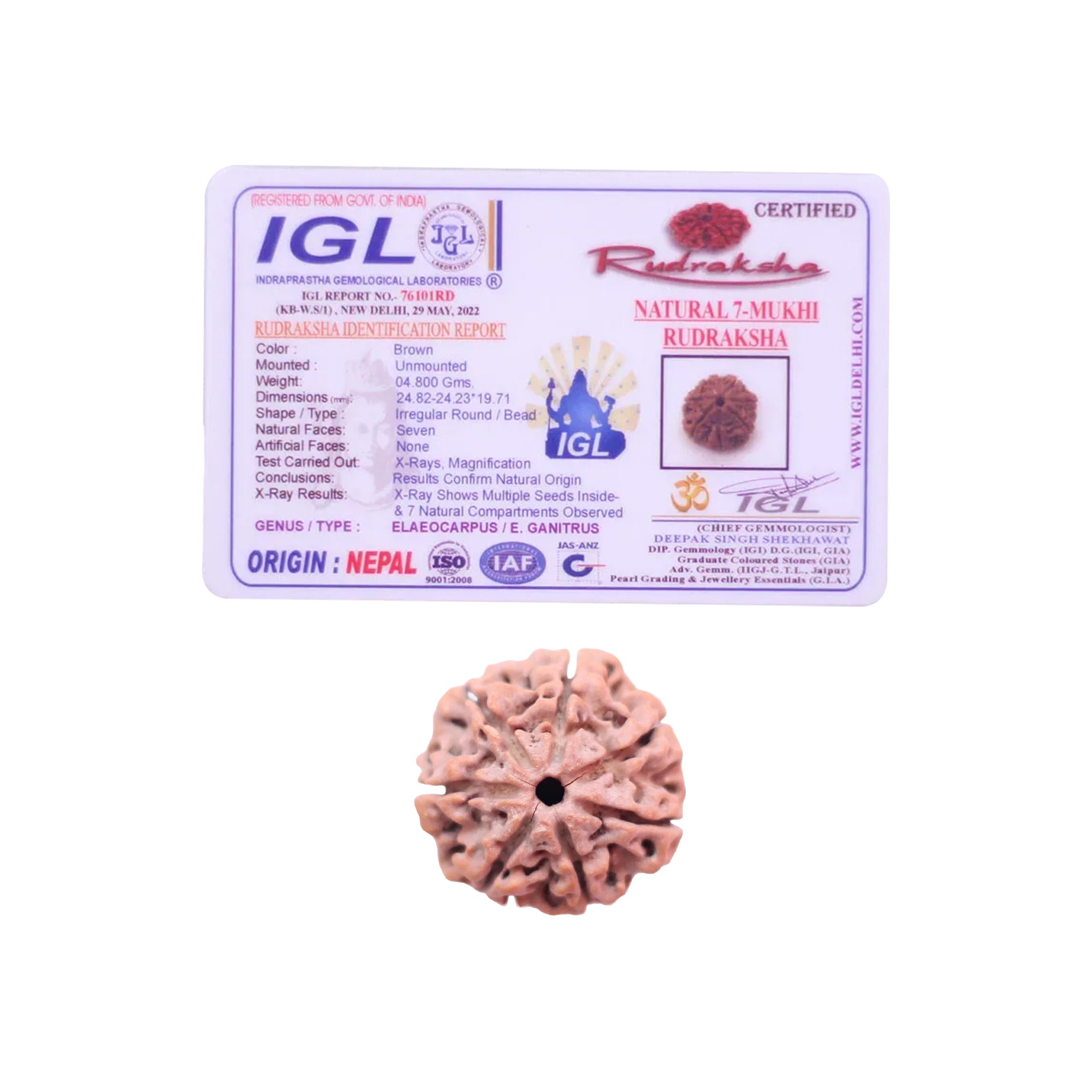 7 Mukhi Rudraksha (Natural Premium)