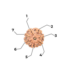 7 Mukhi Rudraksha (Nepali) - Medium