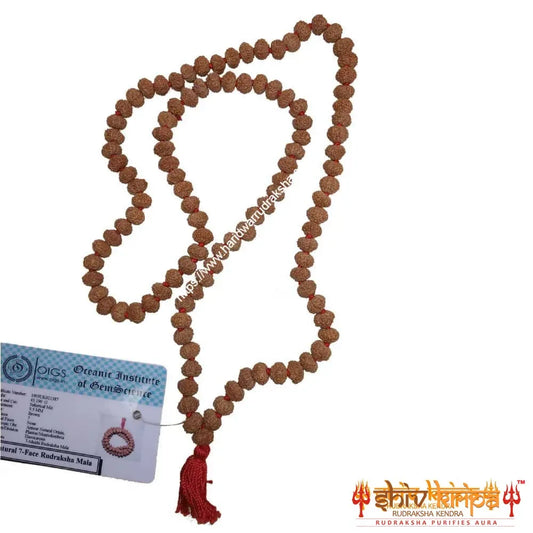 Real 7 mukhi rudraksha mala with certification