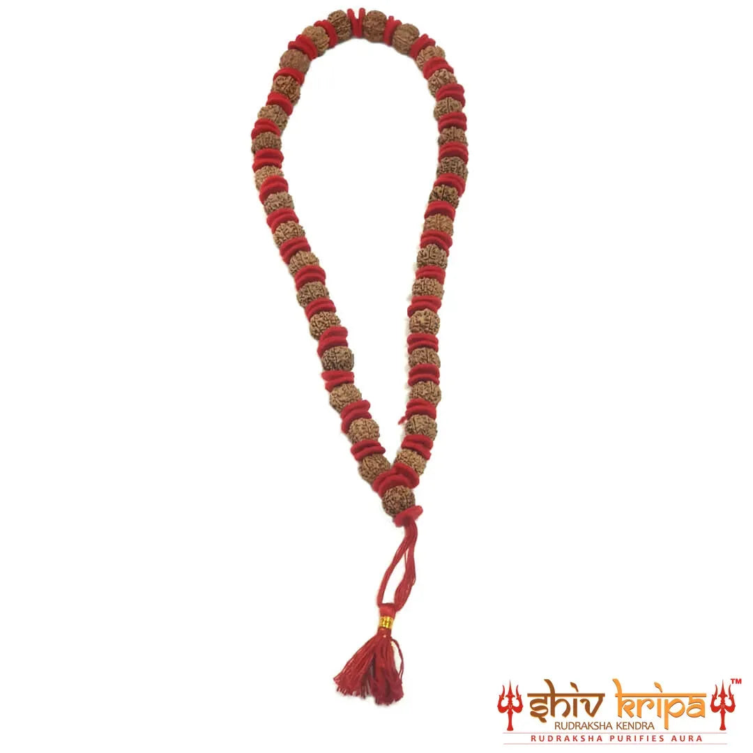 7 mukhi rudraksha nepali mala, 33 beads Premium Quality