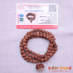 8 Mukhi Rudraksha With 5 Mukhi Rudraksha Mala