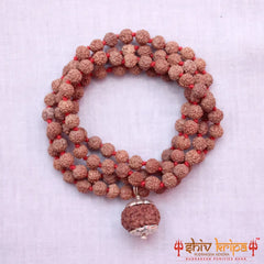 8 Mukhi Rudraksha With 5 Mukhi Rudraksha Mala