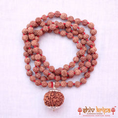 7 Mukhi Rudraksha With 5 Mukhi Rudraksha Mala