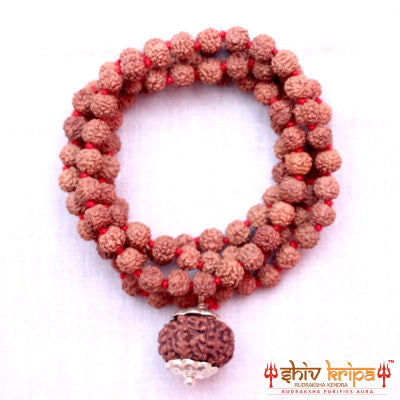 10 Mukhi Rudraksha With 5 Mukhi Rudraksha Mala