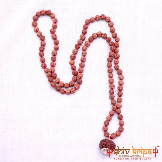 10 Mukhi Rudraksha With 5 Mukhi Rudraksha Mala