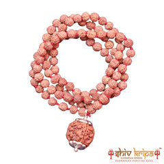 10 Mukhi Rudraksha With 5 Mukhi Rudraksha Mala