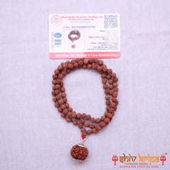 6 Mukhi Rudraksha With 5 Mukhi Rudraksha Mala