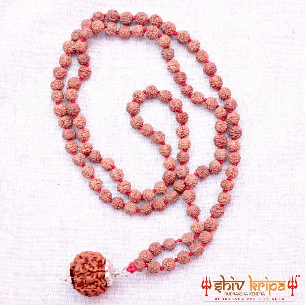 6 Mukhi Rudraksha With 5 Mukhi Rudraksha Mala