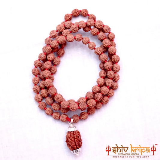 3 Mukhi Rudraksha With 5 Mukhi Rudraksha Mala