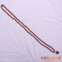 3 Mukhi Rudraksha With 5 Mukhi Rudraksha Mala