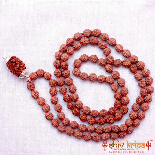 3 Mukhi Rudraksha With 5 Mukhi Rudraksha Mala