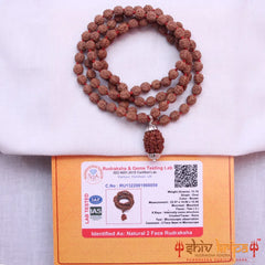 2 Mukhi Rudraksha With 5 Mukhi Rudraksha Mala