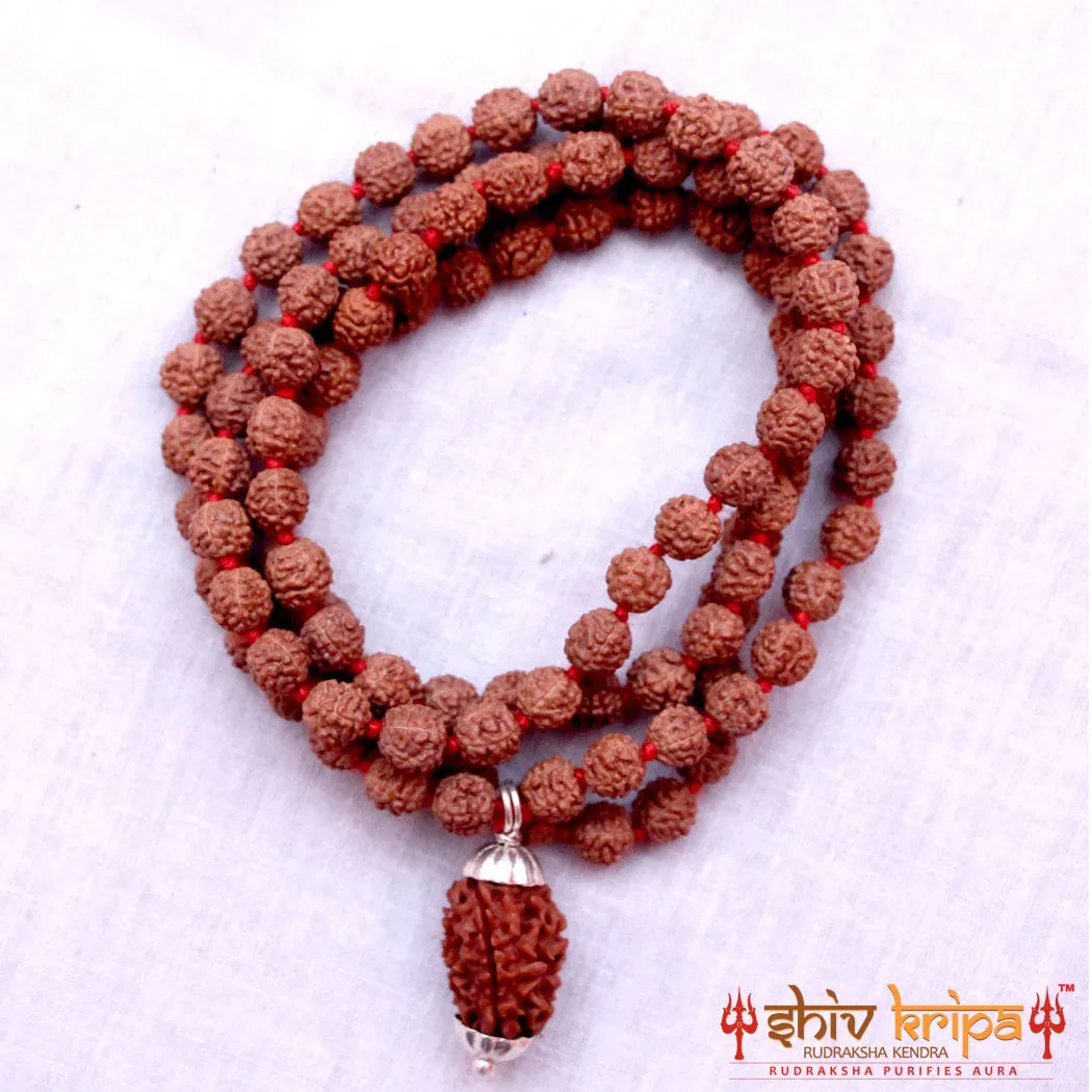 2 Mukhi Rudraksha With 5 Mukhi Rudraksha Mala