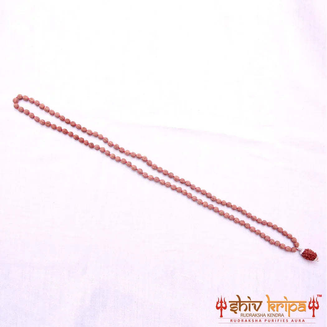 2 Mukhi Rudraksha With 5 Mukhi Rudraksha Mala