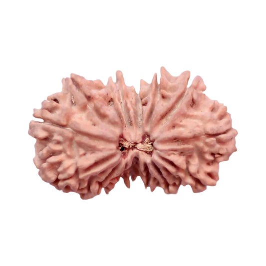 15 Mukhi Gaurishankar Rudraksha (Nepali)