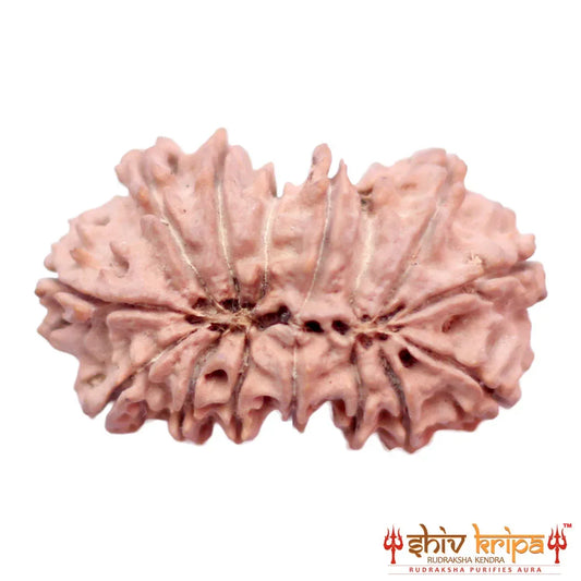 15 Mukhi Gaurishankar Rudraksha (Nepali)