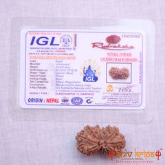 15 Mukhi Gaurishankar Rudraksha (Nepali)