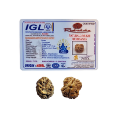 2 Mukhi Rudraksha (Nepali) - Super Collector