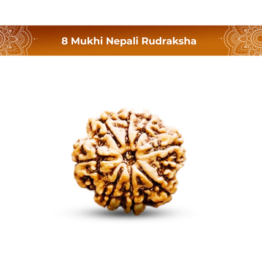 8 Mukhi Rudraksha (Nepali) - Regular