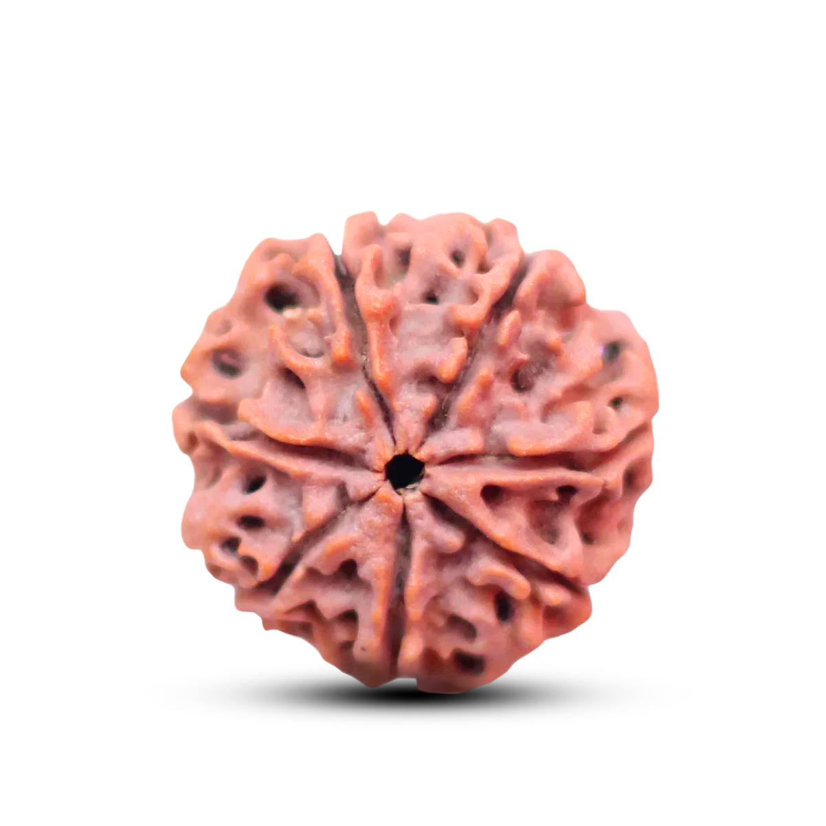 7 Mukhi Rudraksha (Nepali) - Collector