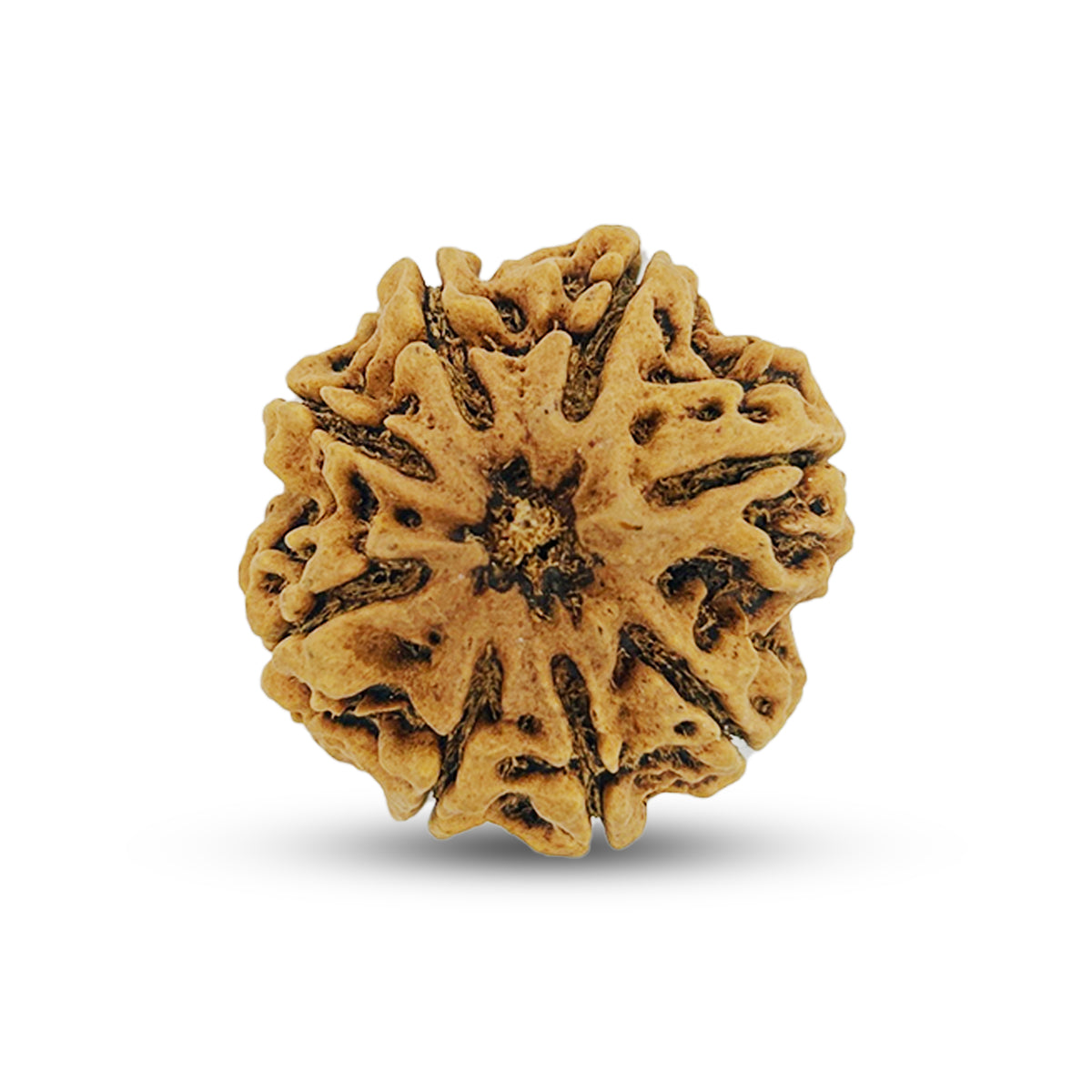 8 Mukhi 8 Seeds Rudraksha