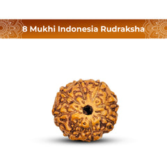 8 Mukhi Rudraksha (Indonesian)