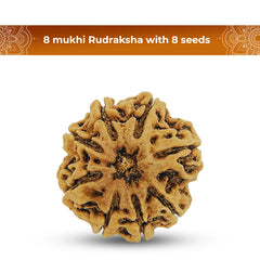 8 Mukhi 8 Seeds Rudraksha