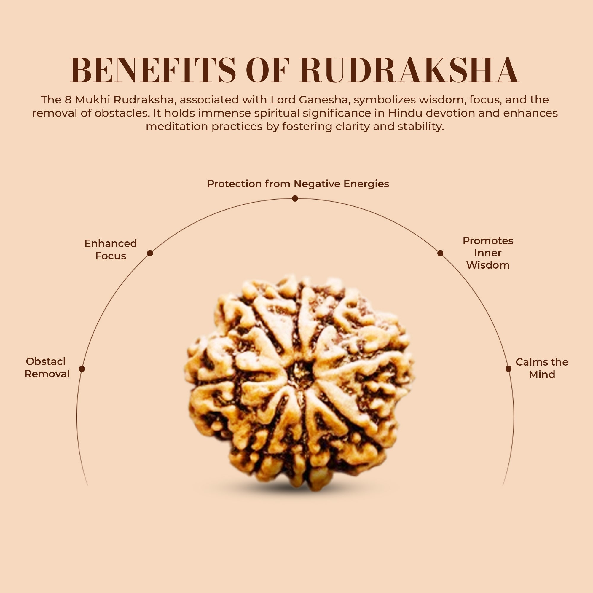 8 Mukhi Rudraksha (Nepali) - Medium