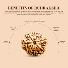 8 Mukhi Rudraksha (Nepali) - Collector