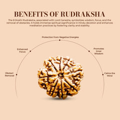 8 Mukhi Rudraksha (Nepali) - Regular