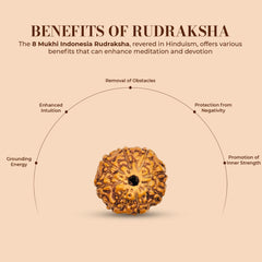 8 Mukhi Rudraksha (Indonesian)