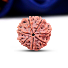 7 Mukhi Rudraksha (Nepali) - Collector