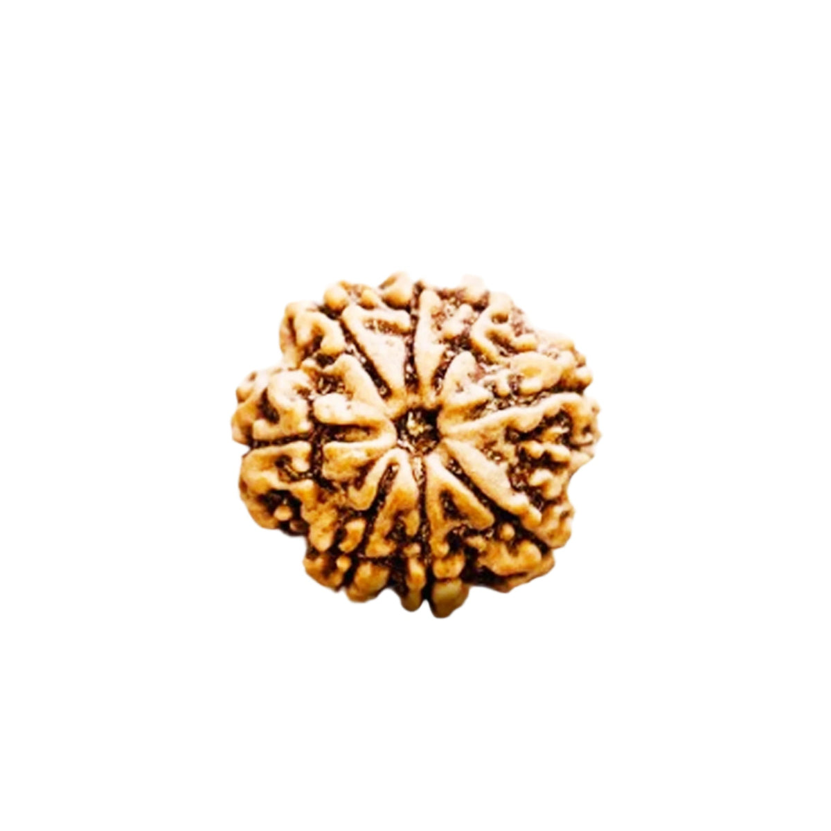 8 Mukhi Rudraksha (Nepali) - Collector