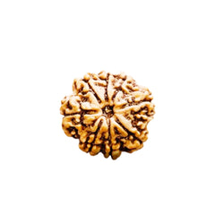 8 Mukhi Rudraksha (Nepali) - Collector