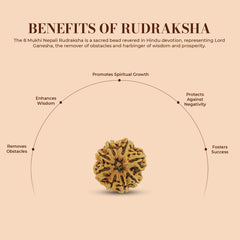 8 Mukhi 8 Seeds Rudraksha