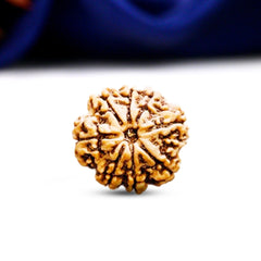 8 Mukhi Rudraksha (Nepali) - Regular