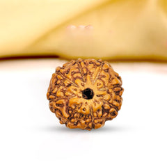 8 Mukhi Rudraksha (Indonesian)