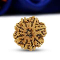 8 Mukhi 8 Seeds Rudraksha