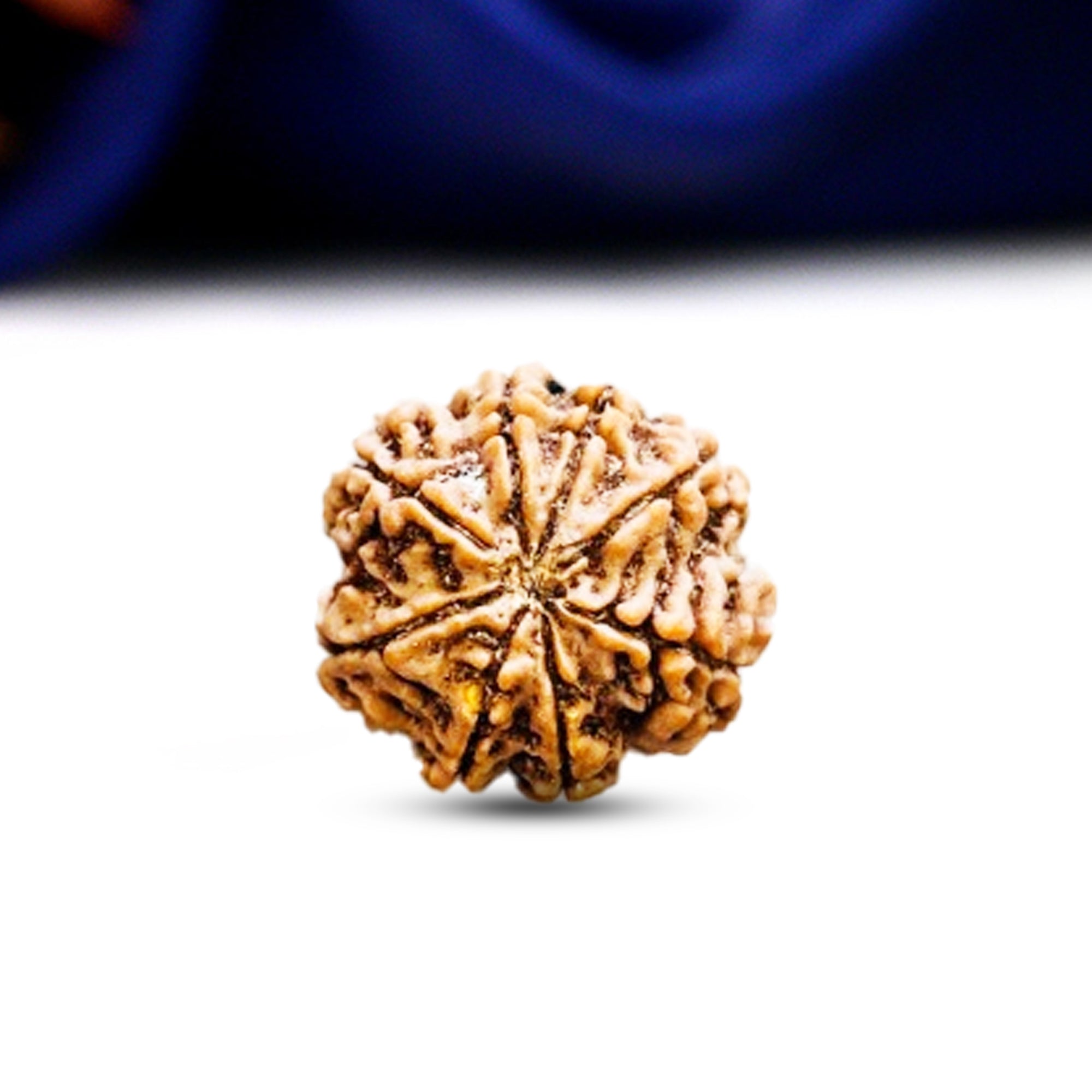 8 Mukhi Rudraksha (Nepali) - Collector